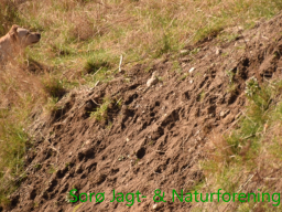 Hundetræning efterår 2016